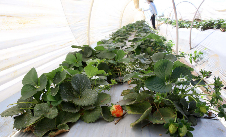 Fruticultura ganha força com apoio do Governo do Estado. Morango. Foto:Jaelson Lucas / AEN