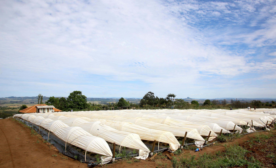 Fruticultura ganha força com apoio do Governo do Estado. Morango. Foto:Jaelson Lucas / AEN