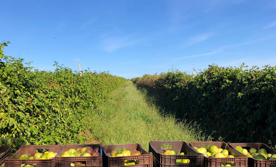 Fruticultura ganha força com apoio do Governo do Estado. Plantação de laranjas.Foto:SEAB