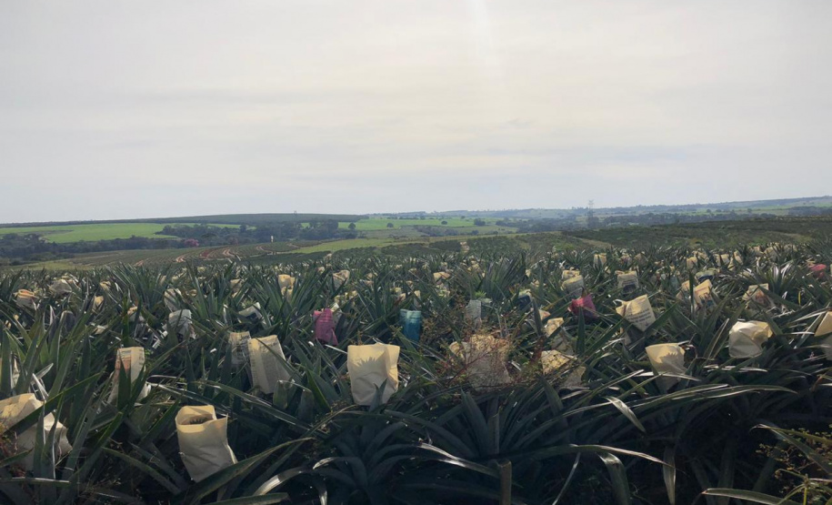 Fruticultura ganha força com apoio do Governo do Estado. Plantação de laranjas.Foto:SEAB