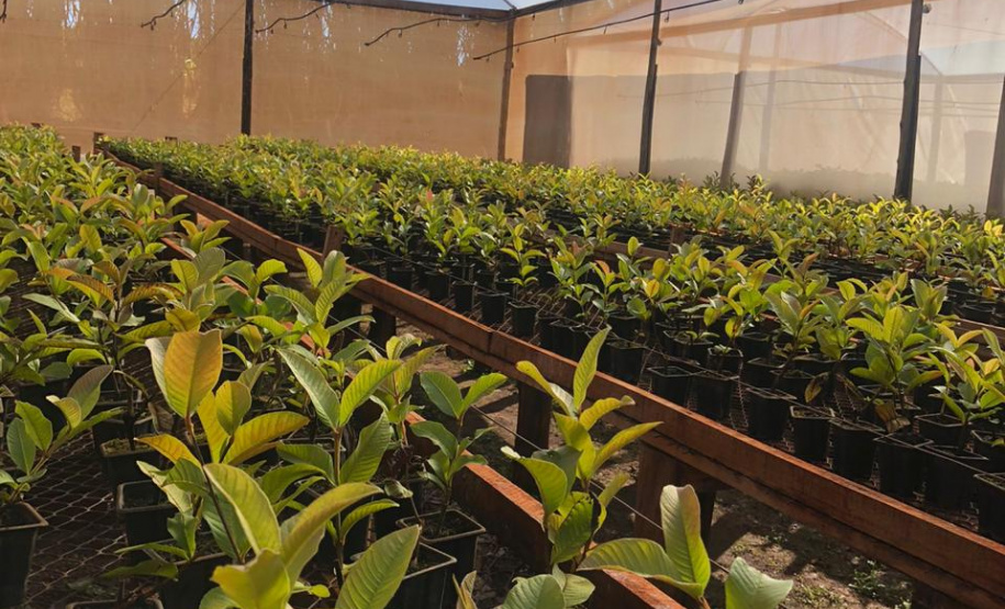 Fruticultura ganha força com apoio do Governo do Estado. Plantação de laranjas.Foto:SEAB