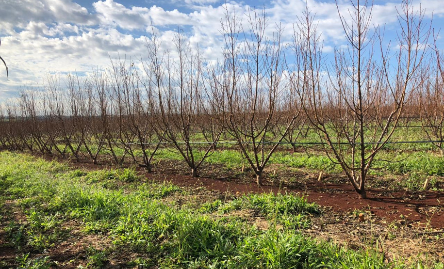 Fruticultura ganha força com apoio do Governo do Estado. Plantação de laranjas.Foto:SEAB