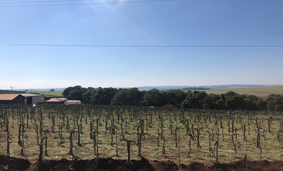 Fruticultura ganha força com apoio do Governo do Estado. Plantação de laranjas.Foto:SEAB