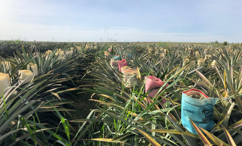 Fruticultura ganha força com apoio do Governo do Estado. Plantação de laranjas.Foto:SEAB