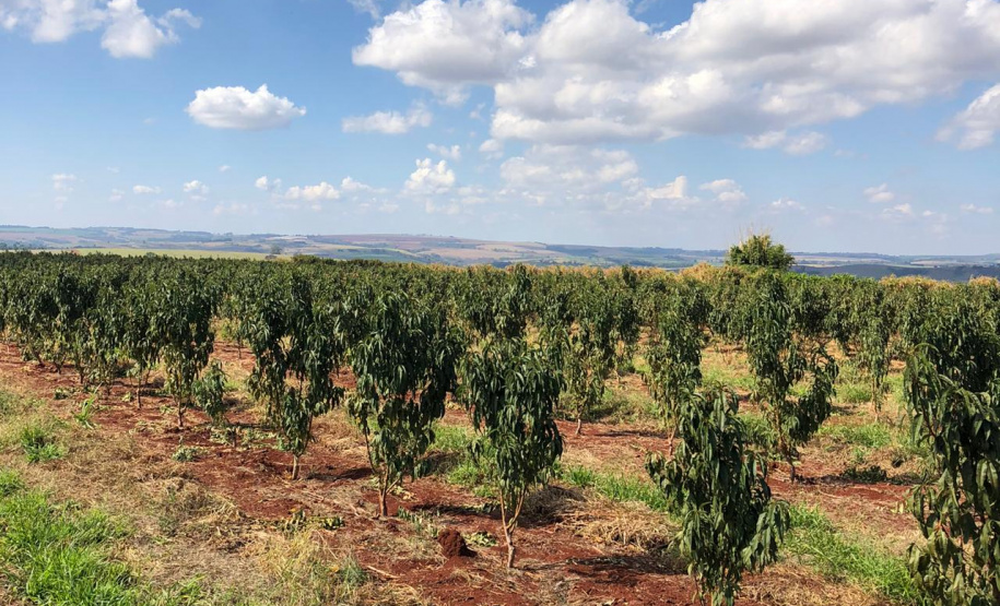 Fruticultura ganha força com apoio do Governo do Estado. Plantação de laranjas.Foto:SEAB