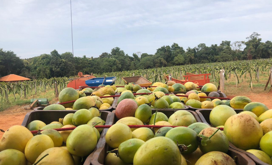 Fruticultura ganha força com apoio do Governo do Estado. Plantação de laranjas.Foto:SEAB