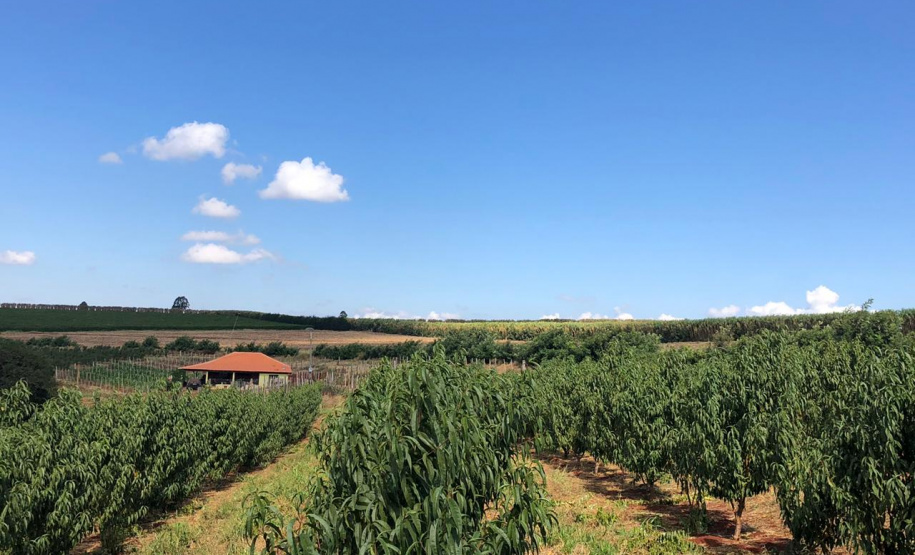 Fruticultura ganha força com apoio do Governo do Estado. Plantação de laranjas.Foto:SEAB