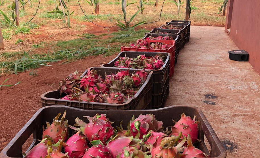 Fruticultura ganha força com apoio do Governo do Estado. Plantação de laranjas.Foto:SEAB