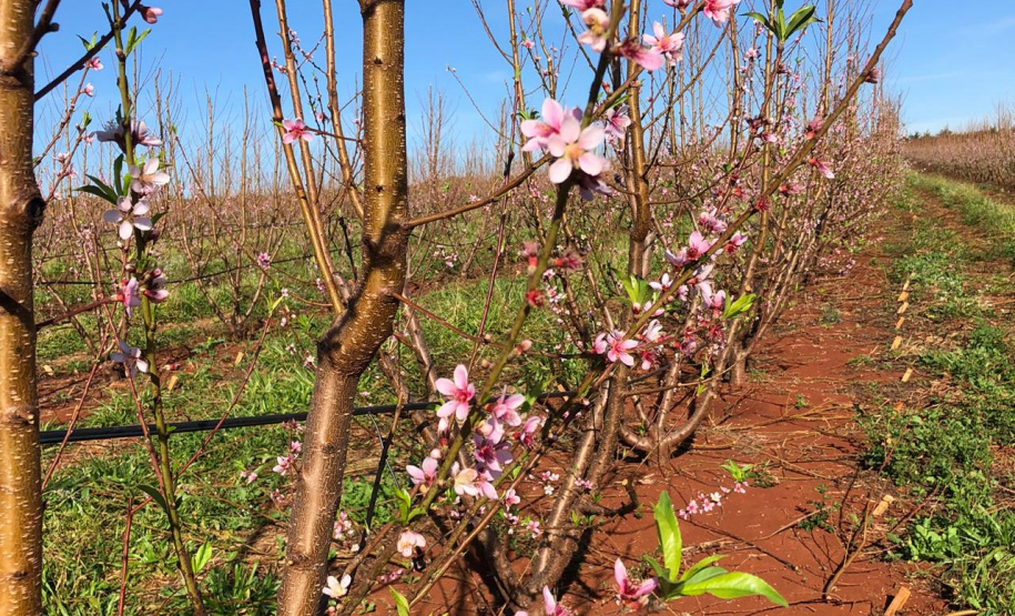Fruticultura ganha força com apoio do Governo do Estado. Plantação de laranjas.Foto:SEAB