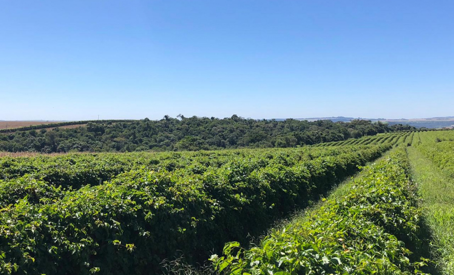 Fruticultura ganha força com apoio do Governo do Estado. Plantação de laranjas.Foto:SEAB