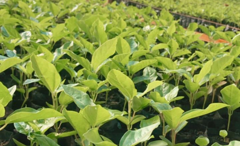 Fruticultura ganha força com apoio do Governo do Estado. Plantação de laranjas.Foto:SEAB