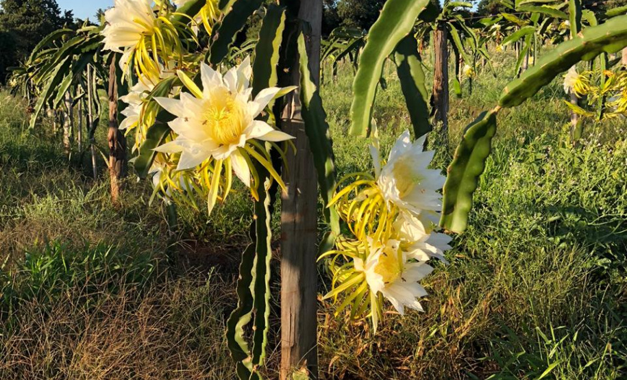 Fruticultura ganha força com apoio do Governo do Estado. Plantação de laranjas.Foto:SEAB