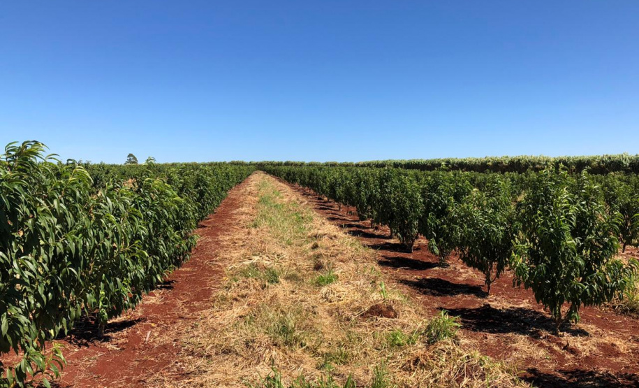 Fruticultura ganha força com apoio do Governo do Estado. Plantação de laranjas.Foto:SEAB