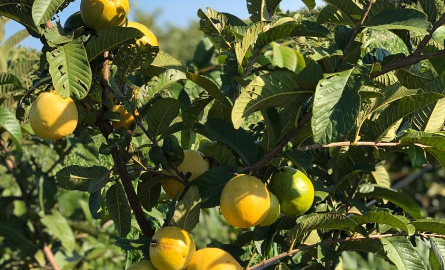 Fruticultura ganha força com apoio do Governo do Estado. Plantação de laranjas.Foto:SEAB