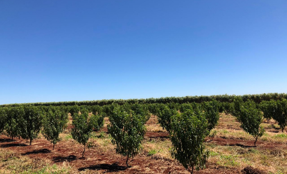 Fruticultura ganha força com apoio do Governo do Estado. Plantação de laranjas.Foto:SEAB