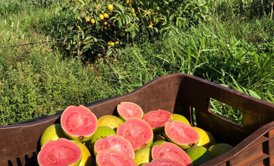 Fruticultura ganha força com apoio do Governo do Estado. Plantação de laranjas.Foto:SEAB