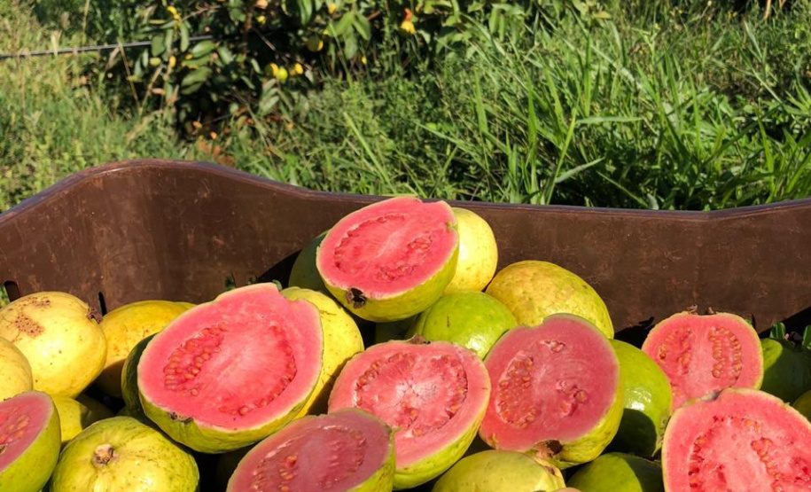 Fruticultura ganha força com apoio do Governo do Estado. Plantação de laranjas.Foto:SEAB