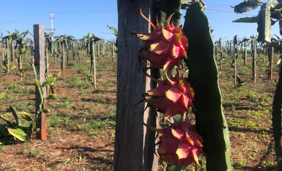 Fruticultura ganha força com apoio do Governo do Estado. Plantação de laranjas.Foto:SEAB