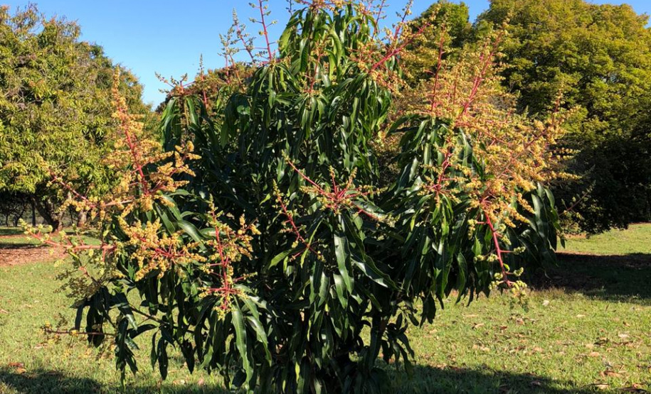 Fruticultura ganha força com apoio do Governo do Estado. Plantação de laranjas.Foto:SEAB