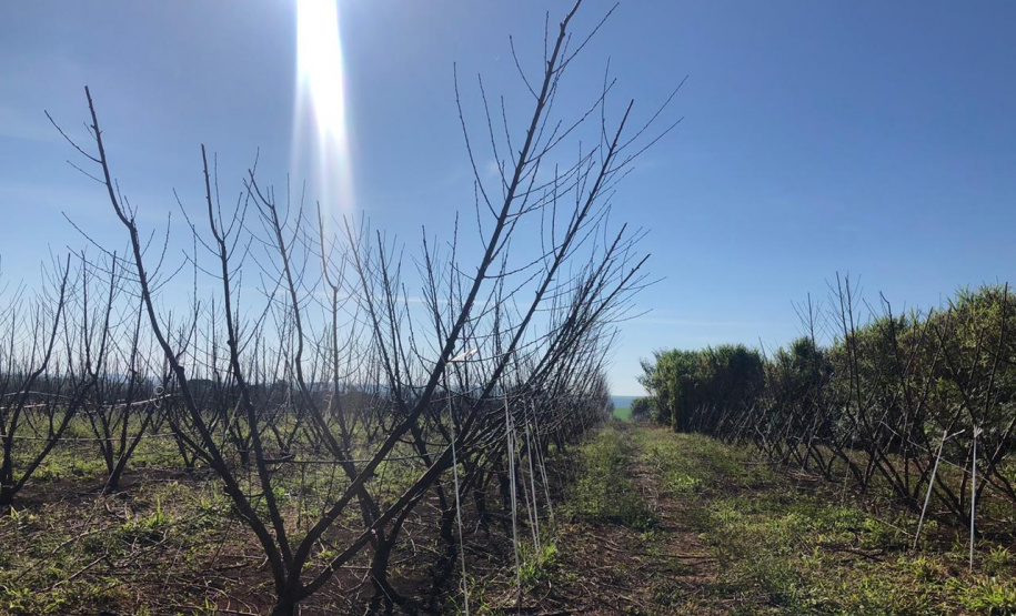 Fruticultura ganha força com apoio do Governo do Estado. Plantação de laranjas.Foto:SEAB