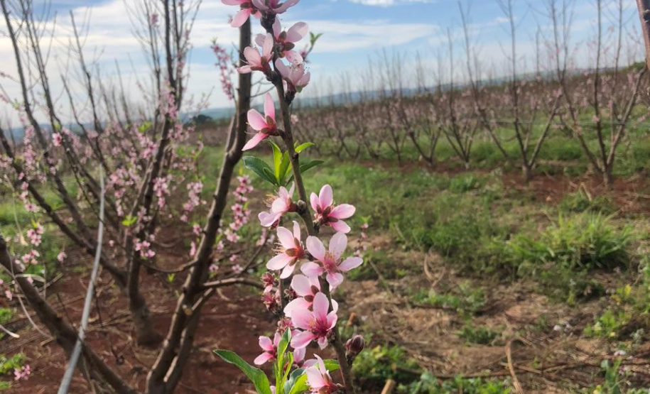 Fruticultura ganha força com apoio do Governo do Estado. Plantação de laranjas.Foto:SEAB
