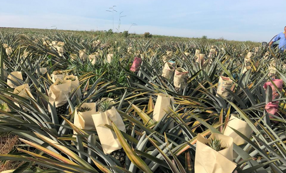 Fruticultura ganha força com apoio do Governo do Estado. Plantação de laranjas.Foto:SEAB