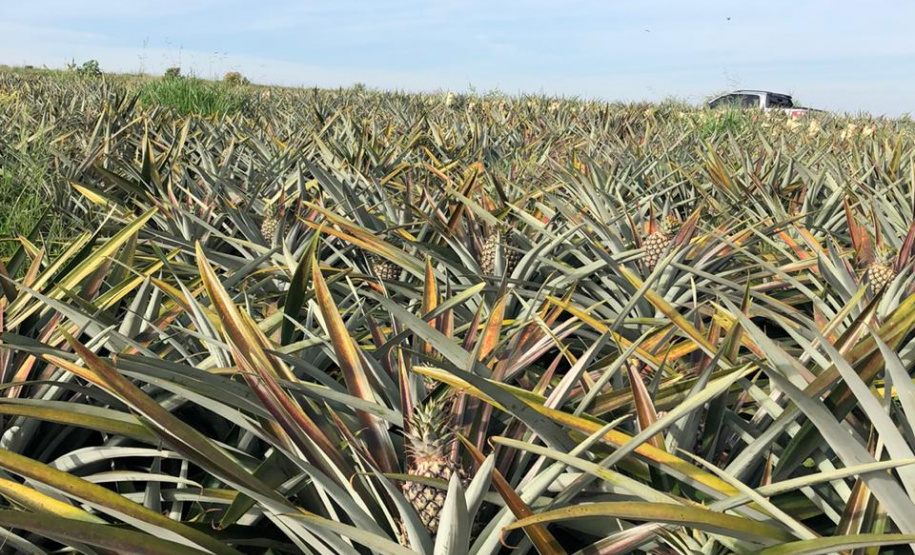 Fruticultura ganha força com apoio do Governo do Estado. Plantação de laranjas.Foto:SEAB