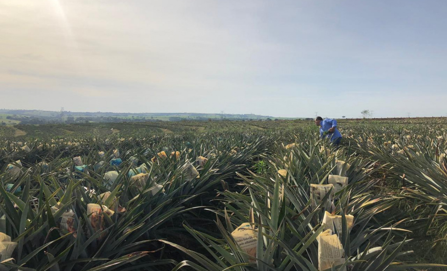 Fruticultura ganha força com apoio do Governo do Estado. Plantação de laranjas.Foto:SEAB
