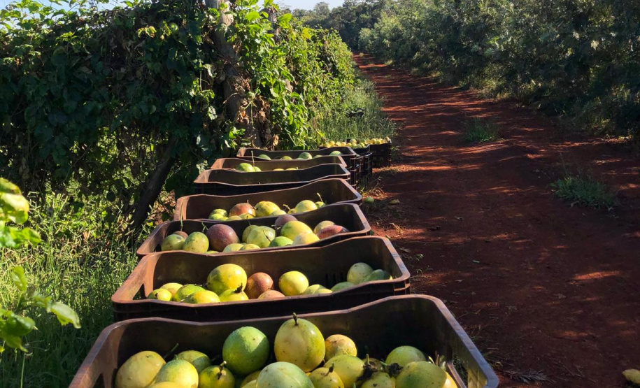 Fruticultura ganha força com apoio do Governo do Estado. Plantação de laranjas.Foto:SEAB