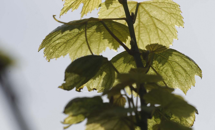 Fruticultura ganha força com apoio do Governo do Estado. Uva.
. Foto: Arnaldo Alves/AEN