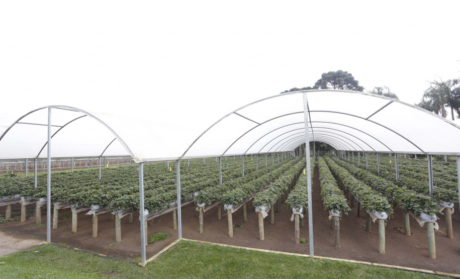 Fruticultura ganha força com apoio do Governo do Estado. Plantação de morangos. Foto: Arnaldo Alves/AEN