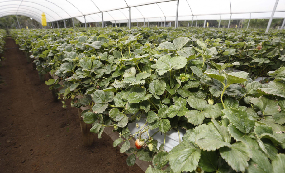 Fruticultura ganha força com apoio do Governo do Estado.Plantação de morangos. Foto: Arnaldo Alves/AEN