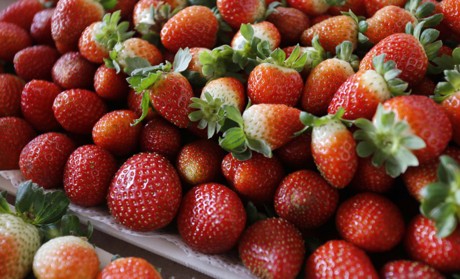 Fruticultura ganha força com apoio do Governo do Estado. Plantação de morangos. Foto: Arnaldo Alves/AEN