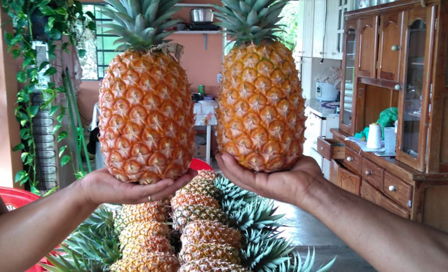 Fruticultura ganha força com apoio do Governo do Estado. Plantação de laranjas.Foto:SEAB