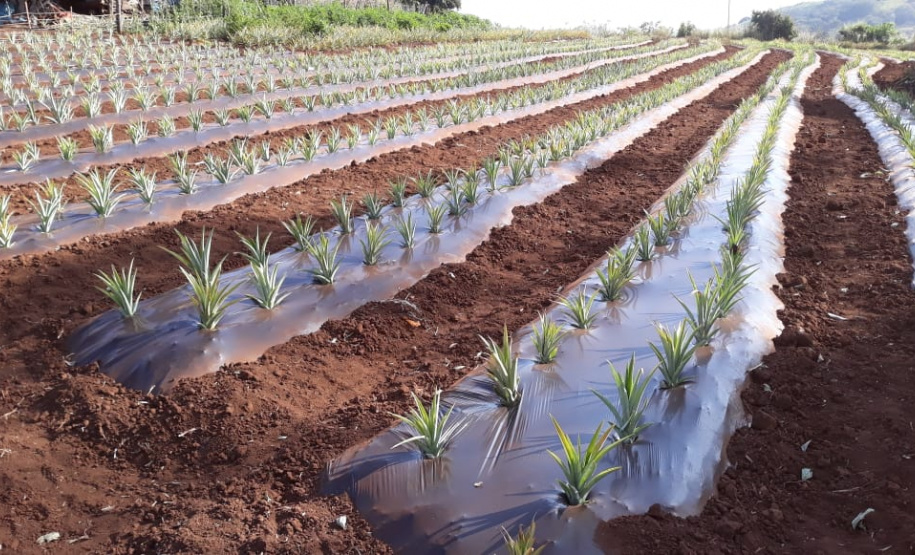 Fruticultura ganha força com apoio do Governo do Estado. Plantação de laranjas.Foto:SEAB