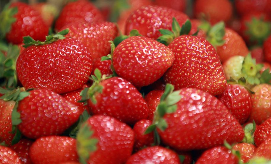 Fruticultura ganha força com apoio do Governo do Estado. Morango. Foto: Gilson Abreu / AEN