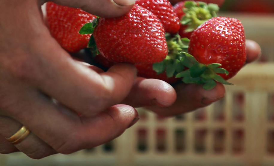 Fruticultura ganha força com apoio do Governo do Estado. Morango. Foto: Gilson Abreu / AEN