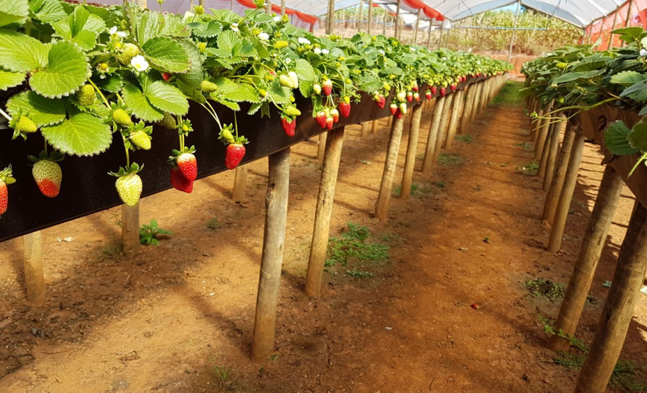 Fruticultura ganha força com apoio do Governo do Estado. Plantação de laranjas.Foto:SEAB