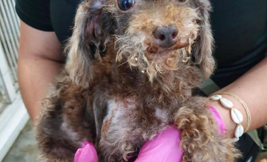 PCPR resgata cerca de 400 animais no primeiro semestre de 2020
. Foto:PCPR