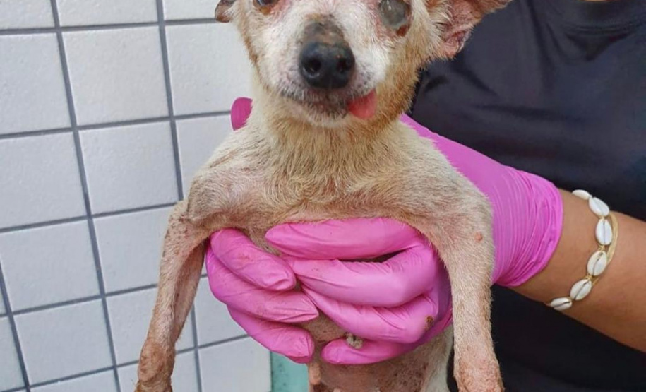 PCPR resgata cerca de 400 animais no primeiro semestre de 2020
. Foto:PCPR