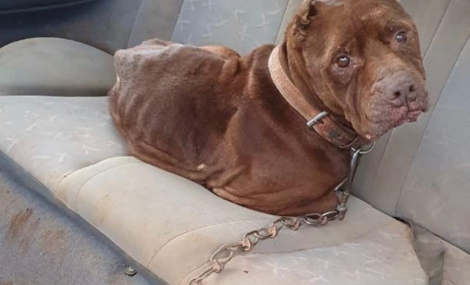 PCPR resgata cerca de 400 animais no primeiro semestre de 2020
. Foto:PCPR