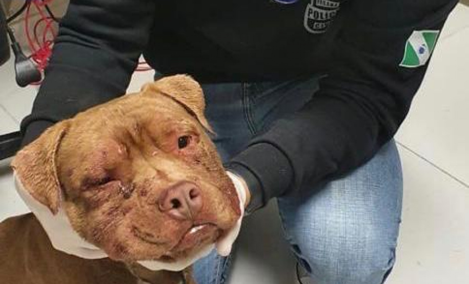 PCPR resgata cerca de 400 animais no primeiro semestre de 2020
. Foto:PCPR