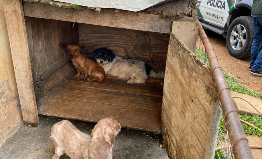 PCPR resgata cerca de 400 animais no primeiro semestre de 2020
. Foto:PCPR