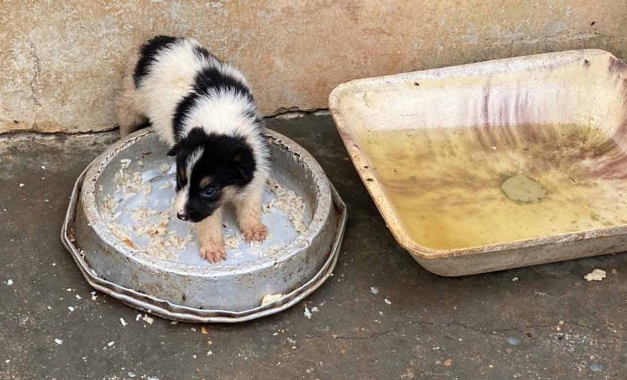 PCPR resgata cerca de 400 animais no primeiro semestre de 2020
. Foto:PCPR