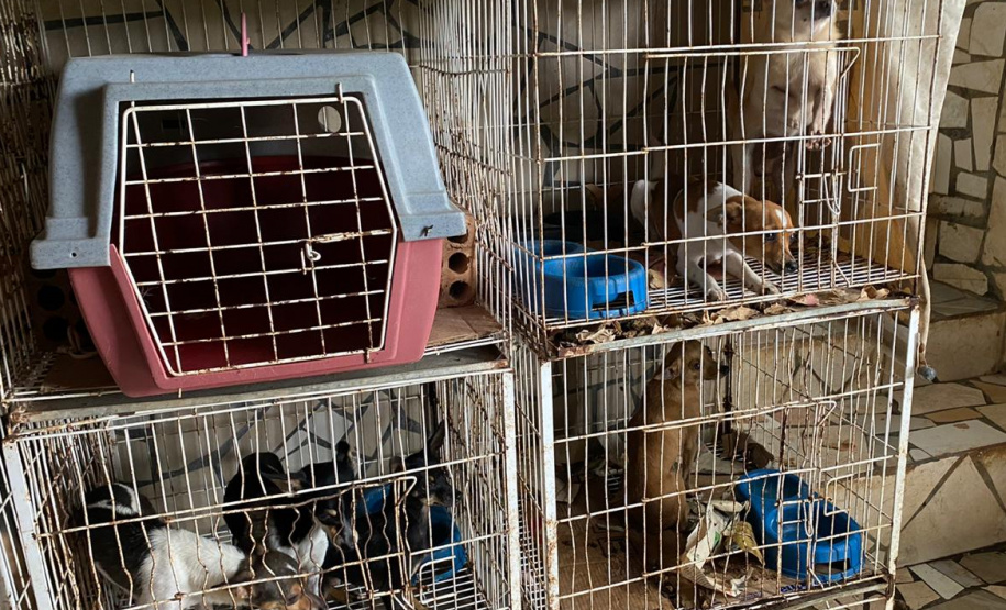 PCPR resgata cerca de 400 animais no primeiro semestre de 2020
. Foto:PCPR