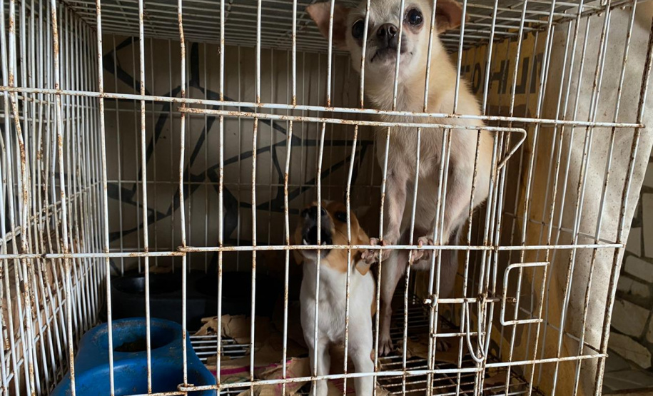 PCPR resgata cerca de 400 animais no primeiro semestre de 2020
. Foto:PCPR