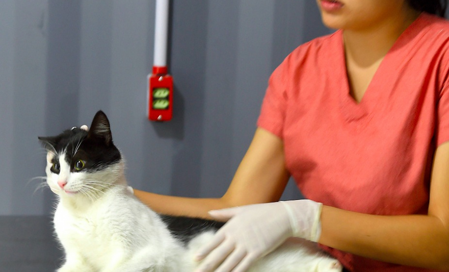 15 mil animais serão castrados até o fim do ano. Foto: Denis Ferreira Netto/SEDEST