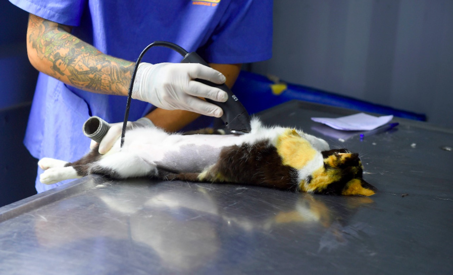15 mil animais serão castrados até o fim do ano. Foto: Denis Ferreira Netto/SEDEST