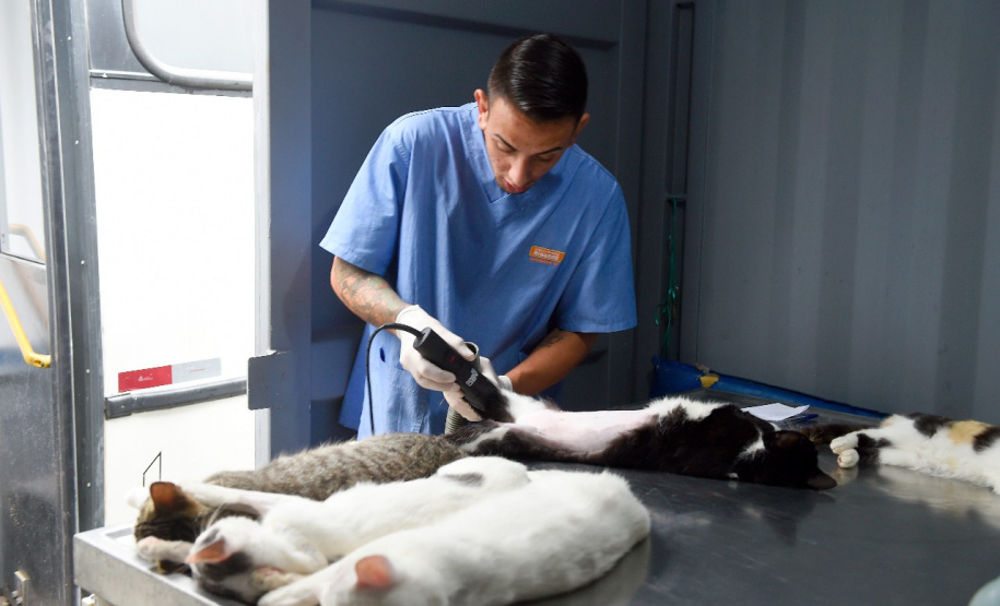 15 mil animais serão castrados até o fim do ano. Foto: Denis Ferreira Netto/SEDEST