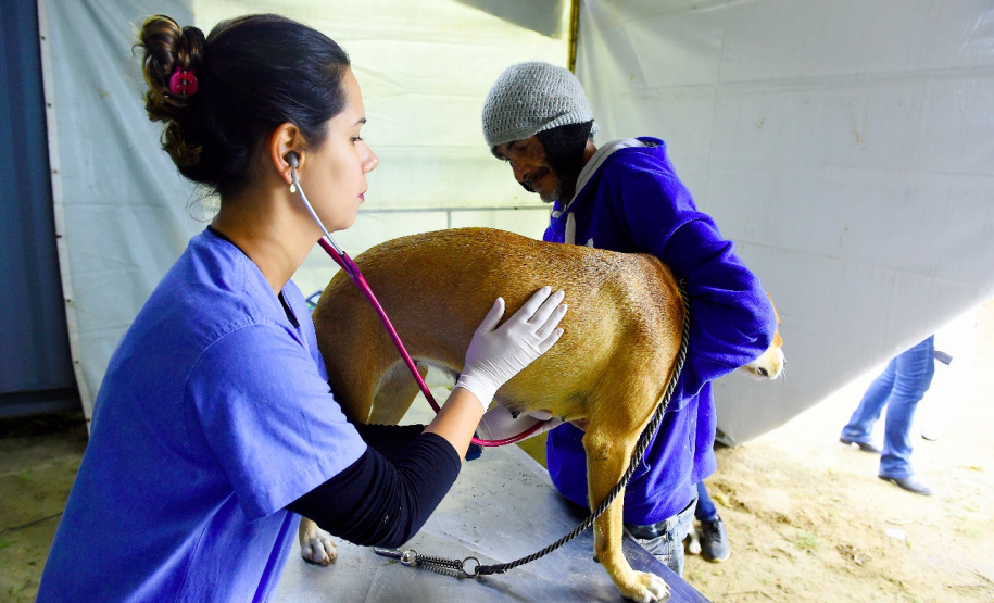 15 mil animais serão castrados até o fim do ano. Foto: Denis Ferreira Netto/SEDEST
